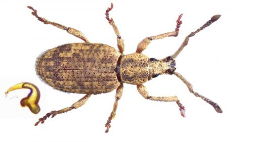 Simo variegatus